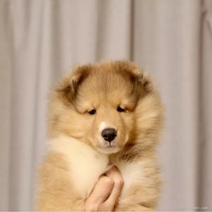 M.K 様のお迎えした子犬