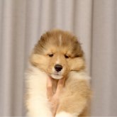 シェットランドシープドッグ