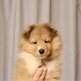 シェットランドシープドッグ