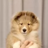 シェットランドシープドッグ