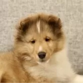 シェットランドシープドッグ