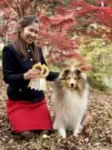 シェットランドシープドッグ【和歌山県・男の子・2025年3月28日・セーブル&ホワイト】の写真5「父犬:JKCチャンピオン&JCCグランドチャンピオン」