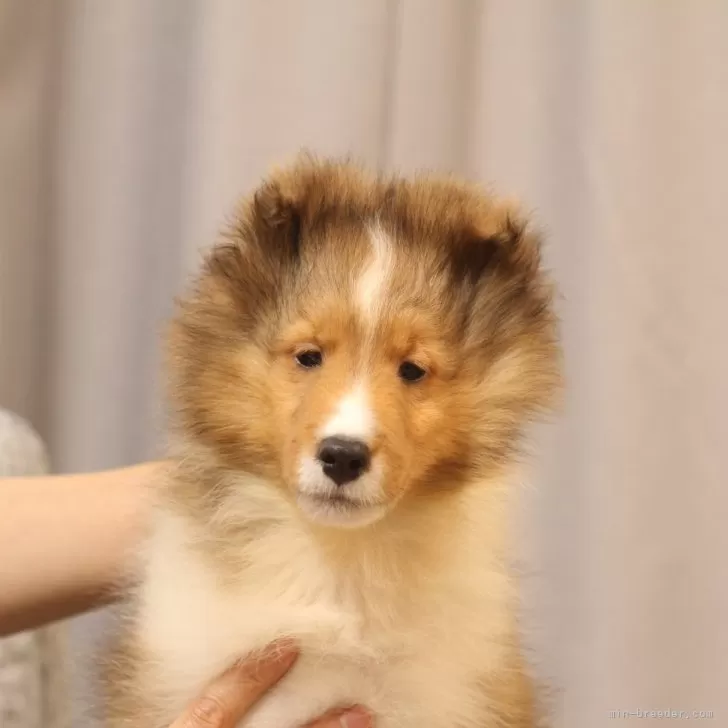 ID:2407-03887の子犬