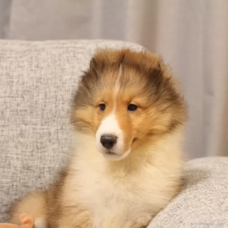 ID：2407-03883の子犬