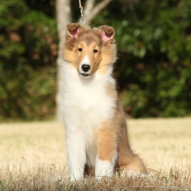 T.Y 様のお迎えした子犬