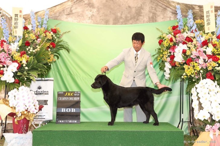 ドックショーにも積極的に参加しています！｜野上　惠子(のがみ　けいこ)ブリーダー(岐阜県・ボルゾイなど・JKC登録)の紹介写真1