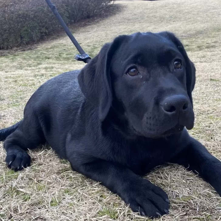 ID:2412-02450の子犬
