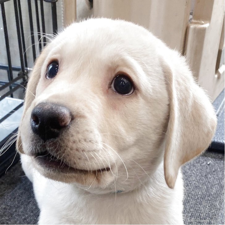 dog_img_1_thumb_mob_74512c9f02