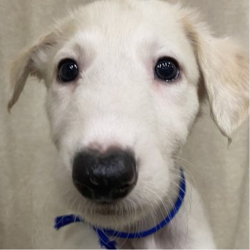 ボルゾイ【岐阜県・男の子・2025年7月14日・ホワイトクリーム】の写真「可愛らしい子です！」