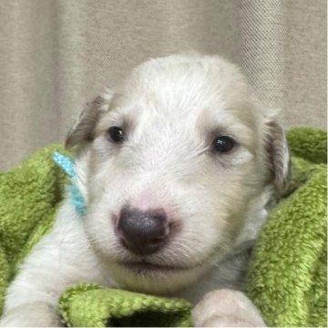 ボルゾイ【岐阜県・男の子・2025年7月14日・ホワイトレモン】の写真「可愛らしい子です！」