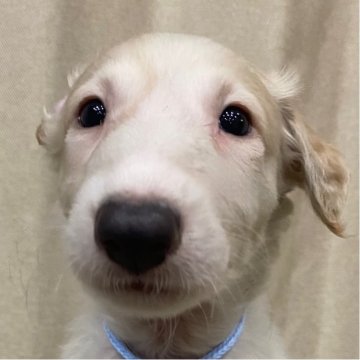 ボルゾイ【岐阜県・男の子・2025年7月14日・ホワイトレッド】の写真「可愛らしい子です！」