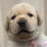 ラブラドールレトリバー