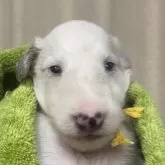 ボルゾイ