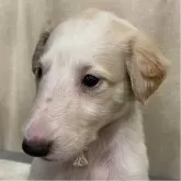 ボルゾイ