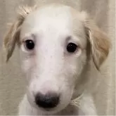ボルゾイ