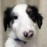 ボルゾイ