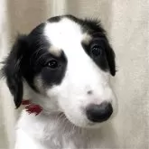 ボルゾイ