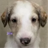 ボルゾイ