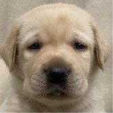 ラブラドールレトリバー