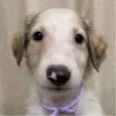 ボルゾイ
