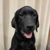 ラブラドールレトリバー【岐阜県・女の子・2025年5月14日・ブラック】の写真1「ブログに写真や動画を記載しております！ぜひ、ご確認ください！」