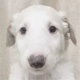 ボルゾイ