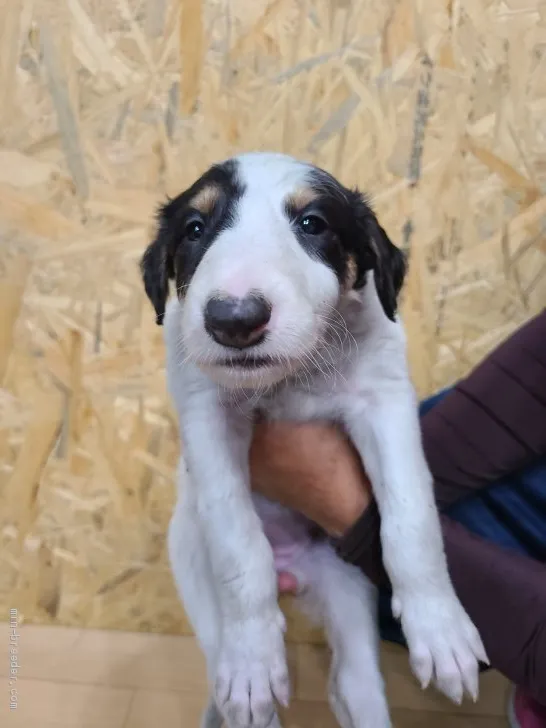 ID:2104-03045の子犬