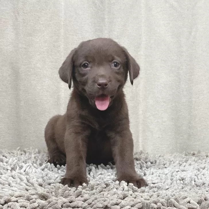 悟天 様のお迎えした子犬