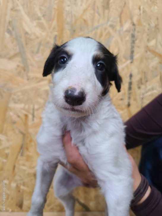 ボルゾイ 岐阜県 女の子 21年4月10日 ホワイトブラックタン かわいい女の子です みんなのブリーダー 子犬id 2104