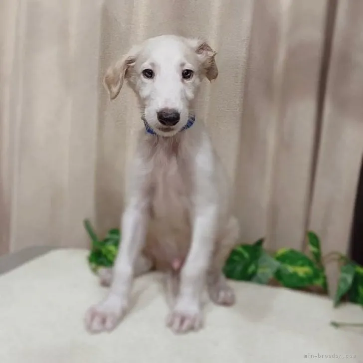 ID：2307-06147の子犬