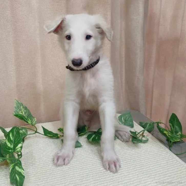 ID：2307-06130の子犬