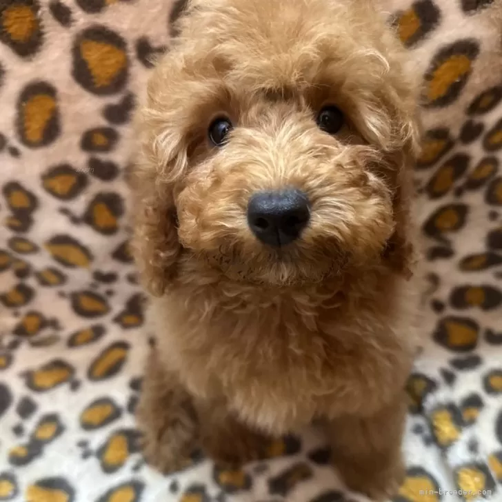 ID：2412-02212の子犬