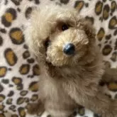 ミニチュアプードル【三重県・女の子・2024年10月30日・レッド】の写真1