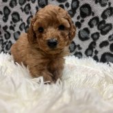 ミニチュアプードル