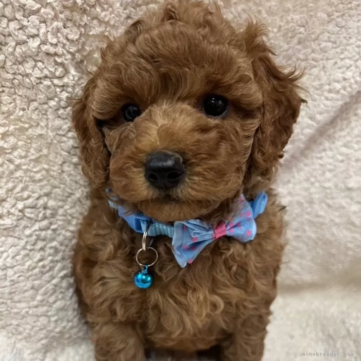 ID:2406-00071の子犬