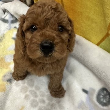 ミニチュアプードル【三重県・男の子・2024年4月1日・レッド】の写真「骨太　プクプク」