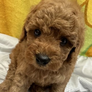 ミニチュアプードル【三重県・男の子・2024年4月1日・レッド】の写真「骨格しっかり太くて大きいです！！」