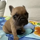 フレンチブルドッグ【三重県・男の子・2024年6月13日・フォーン】の写真1