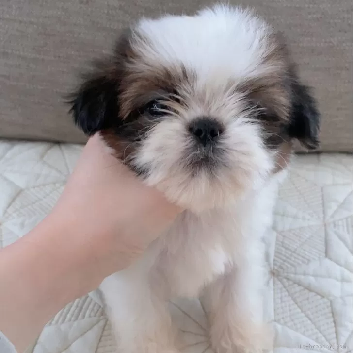 ID：2406-00669の子犬