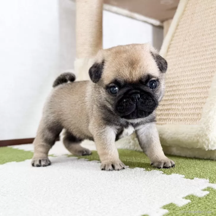 ID：2411-03304の子犬