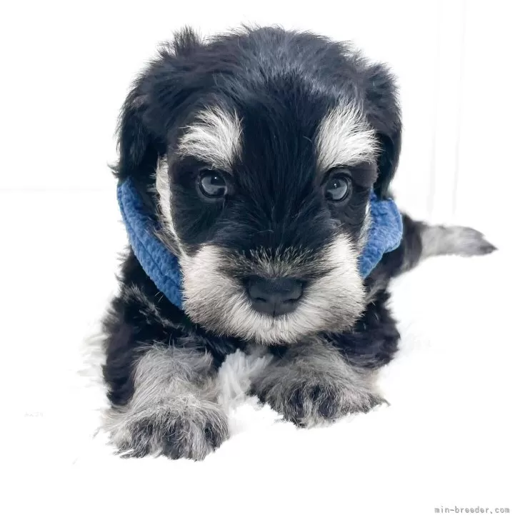 ID:2508-00179の子犬