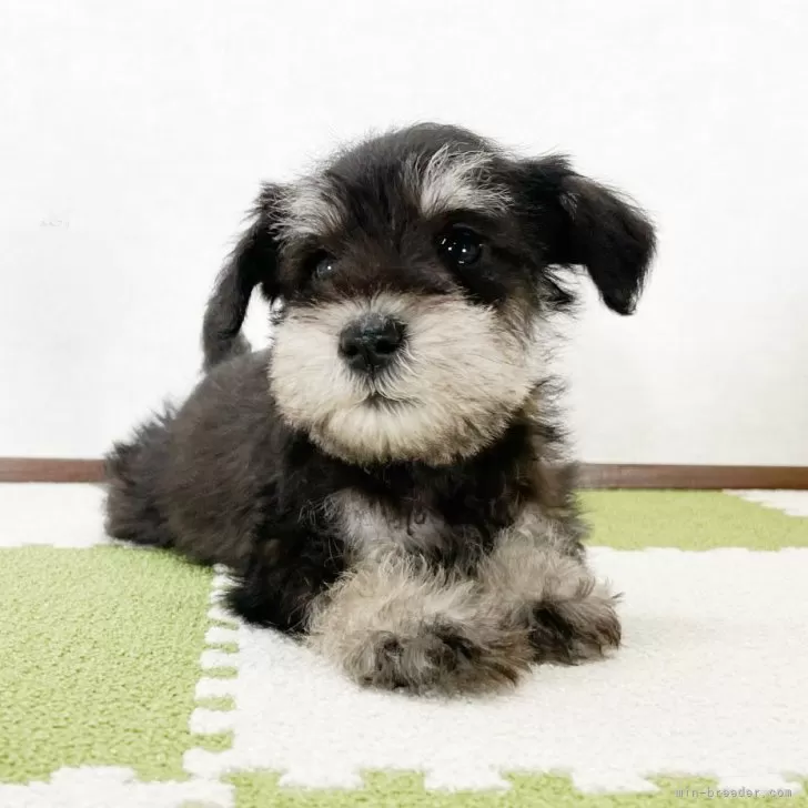 ID:2502-03201の子犬