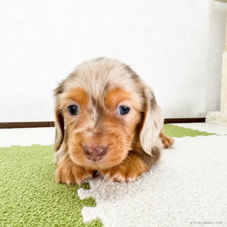 ID：2411-01377の子犬