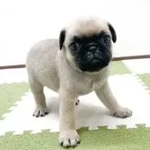 パグ