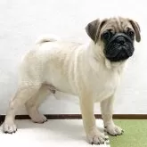 パグ