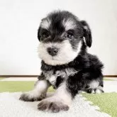 ミニチュアシュナウザー【福岡県・女の子・2024年11月12日・ブラックアンドシルバー】の写真3