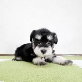 ミニチュアシュナウザー【福岡県・女の子・2024年11月12日・ブラックアンドシルバー】の写真4