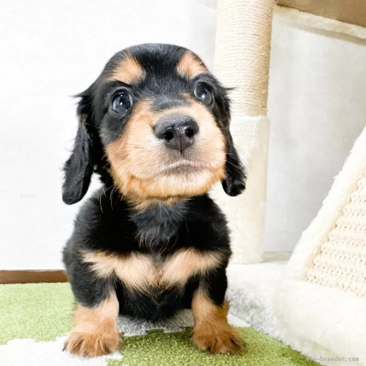 ID:2408-05800の子犬