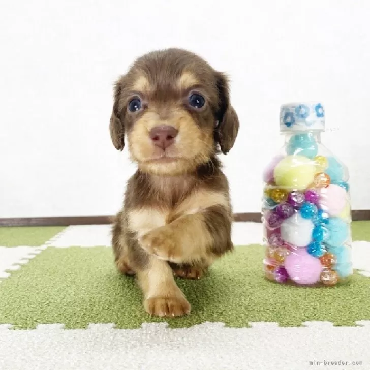 ID:2403-06080の子犬