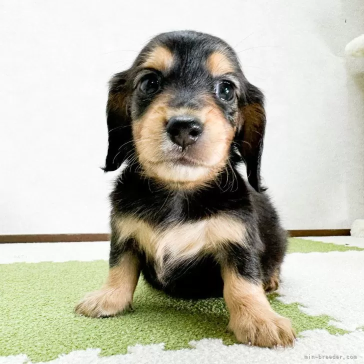 ID:2408-05802の子犬